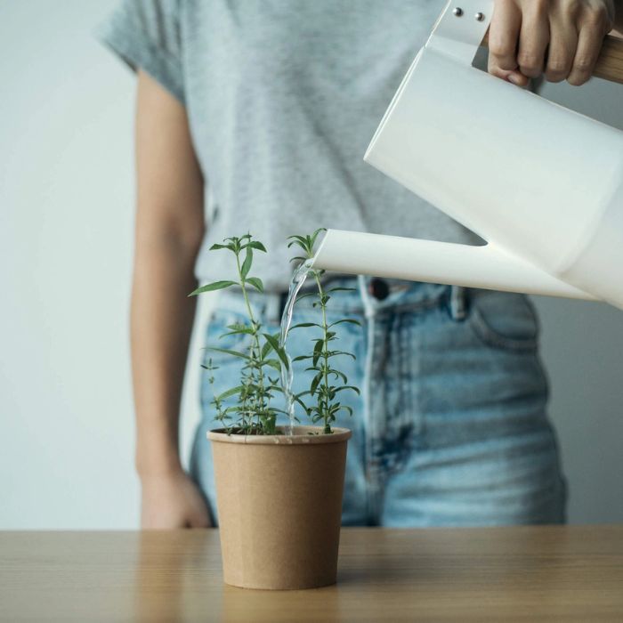 Atmosphärebild mit rhoeco Kräutertees für nachhaltigen Genuss